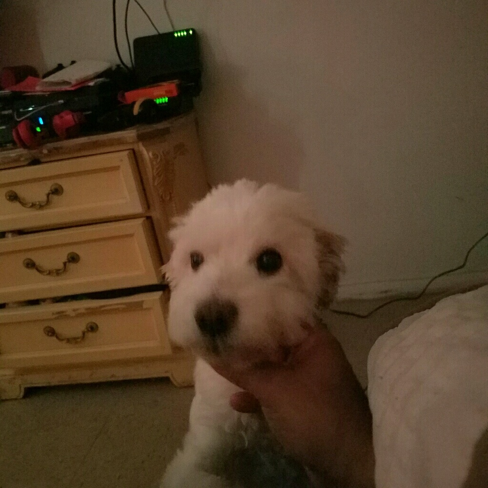 Meet your Posher, Leo